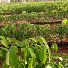 bau-cat-ngon-giong-pb235