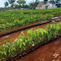 vuon-uom-cao-su-giong