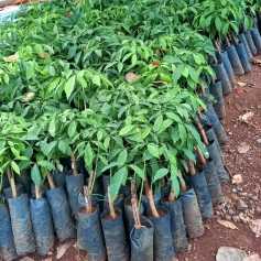 giong-cao-su-pb235-hai-tung-la