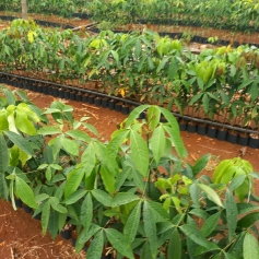 giong-lai-hoa-952-hai-tuan-la